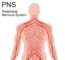 Diagram Of Peripheral Nervous System
