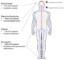 Disease Of Peripheral Nervous System