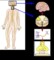 Nervous System Diagram Templates