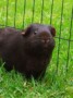 All About Black Guinea Pigs