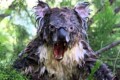 The Amazing World Of Wet Koala Bears