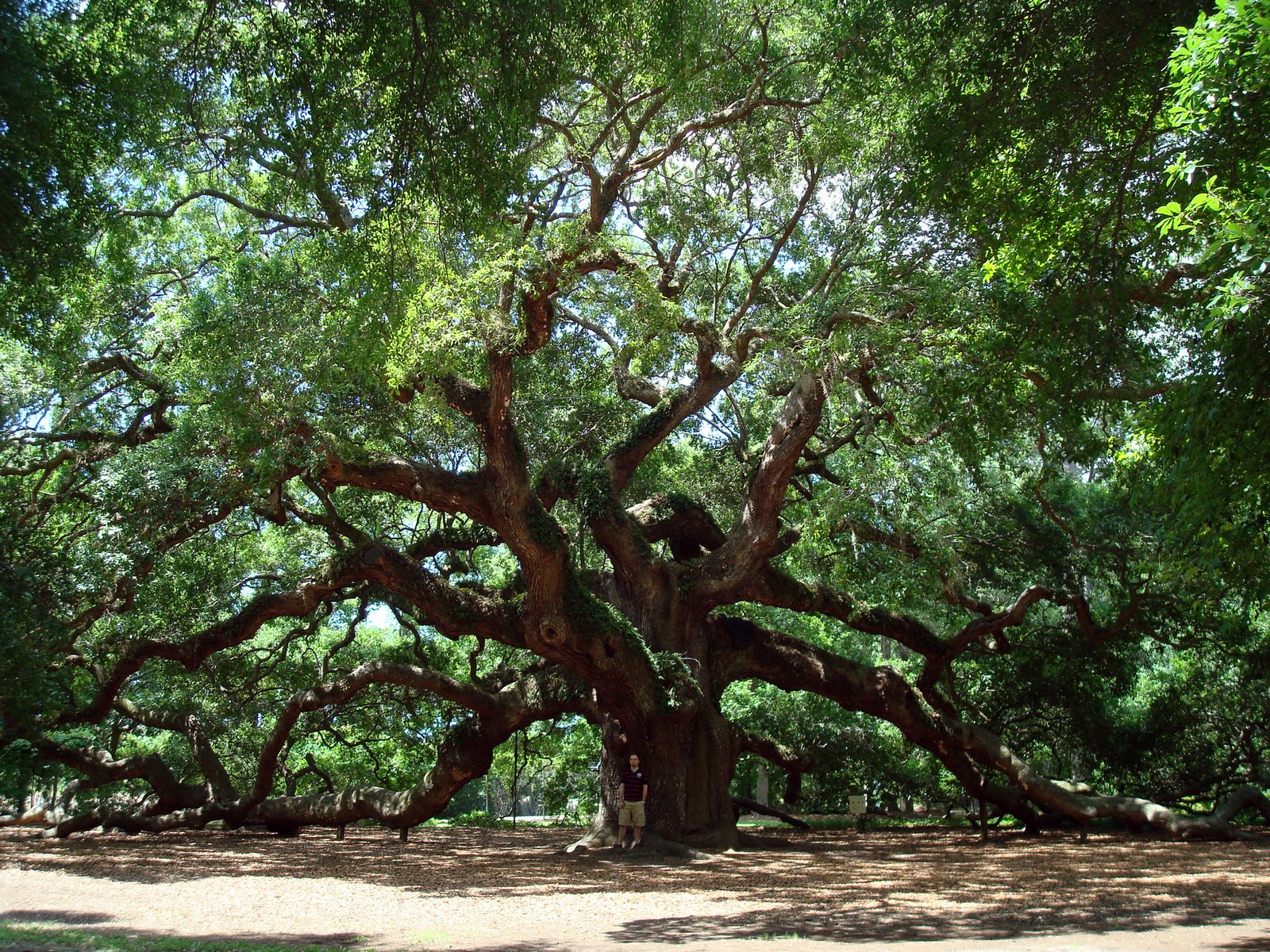 Georgia State Tree | Templatesz234.com - Templatesz234.com