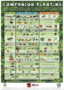 Companion Planting Chart – A Comprehensive Guide To Growing Healthy Plants Together