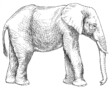 How To Draw An Elephant Easily