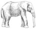 How To Draw An Elephant Easily