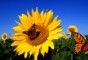 The Sunflower: Kansas State Flower